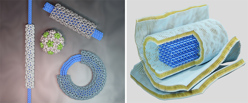Photo of the biohybrid materials.