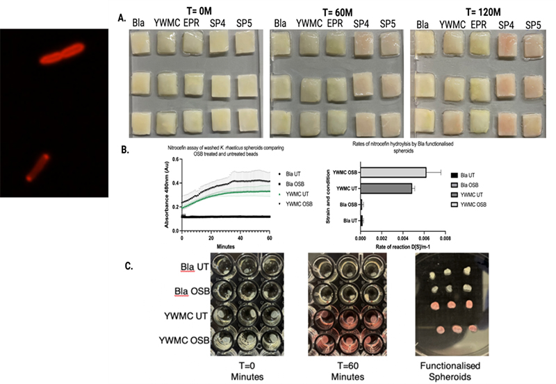 Image of the protein secretion and biomaterial functionalization.