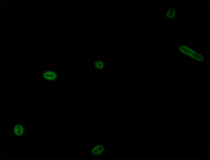 Image of the protein display on biomaterial producing bacteria.