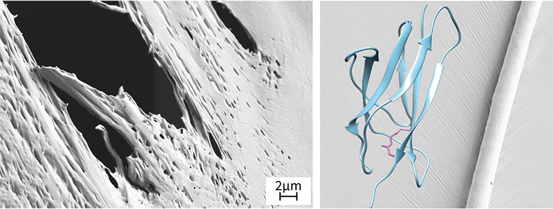 Image of the high-performance biomaterials.