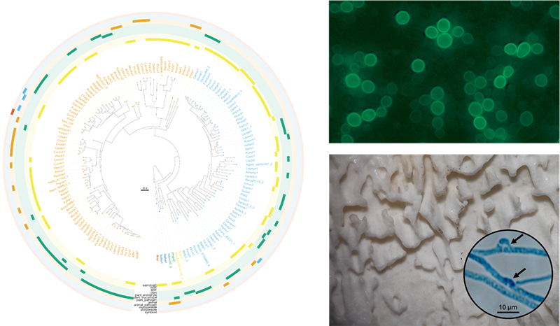 Images of the bio-based product synthesis.