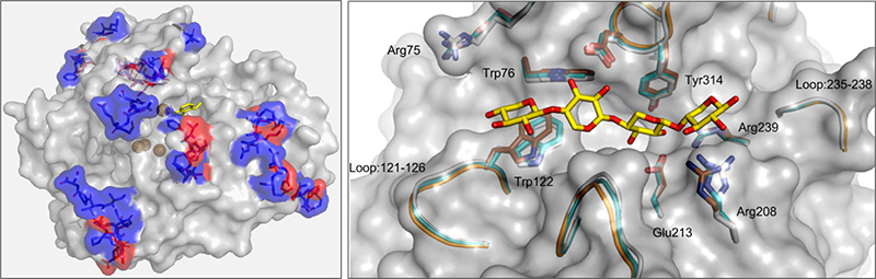 The image shows an example the protein engineering.