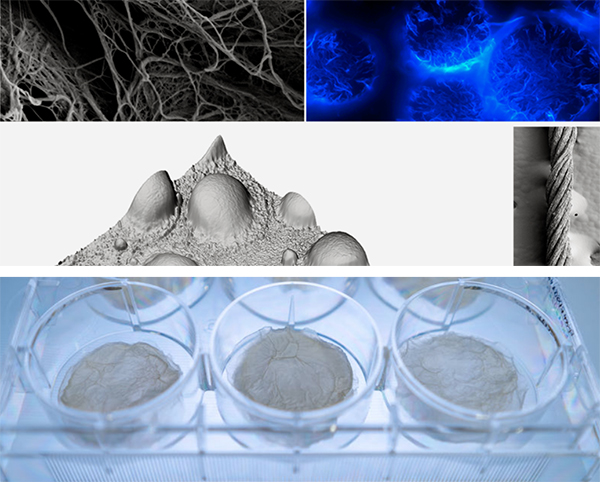 Images of the synthetic biology and biohybridmaterials.