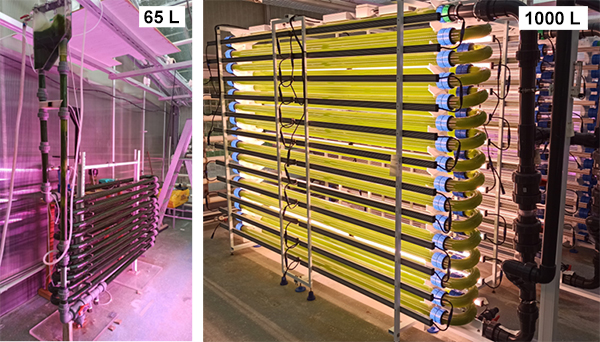 Photo of scale-up photobioreactors (PBR).
