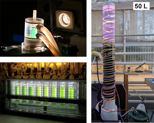 Photo of photobioreactors (PBR).
